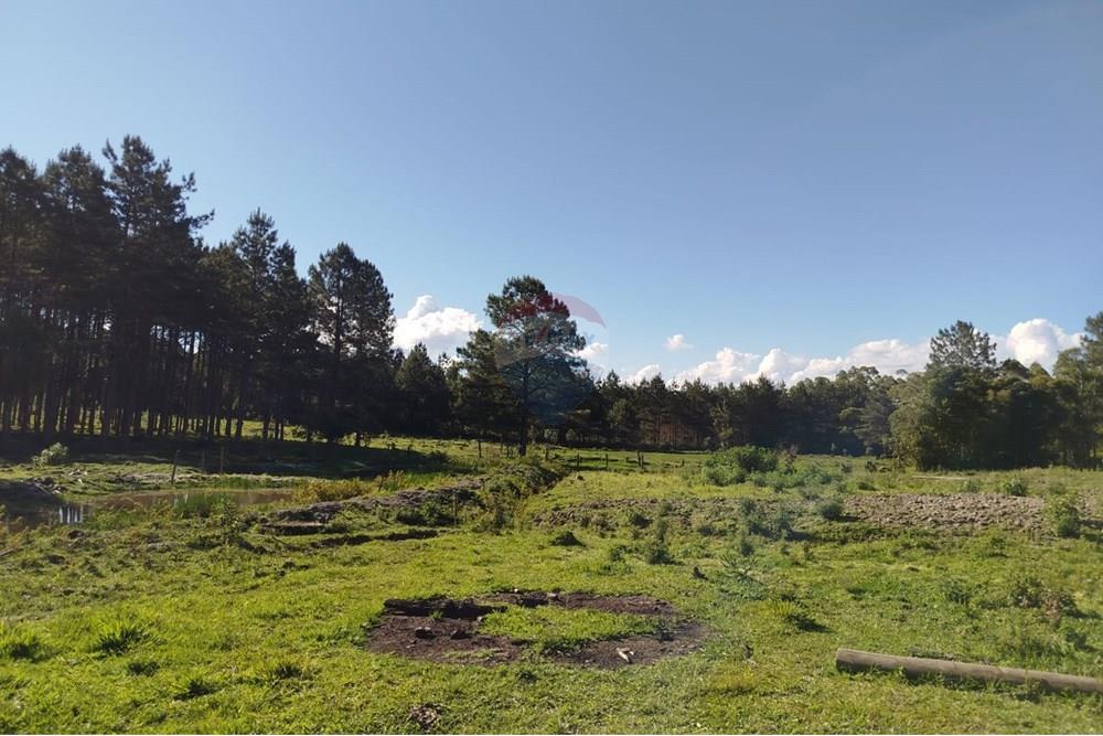 Chácara / Sítio / Fazenda - Venda - Benedito Novo , Santa Catarina - IMG-20241028-WA0387.jpg - 590301027-92