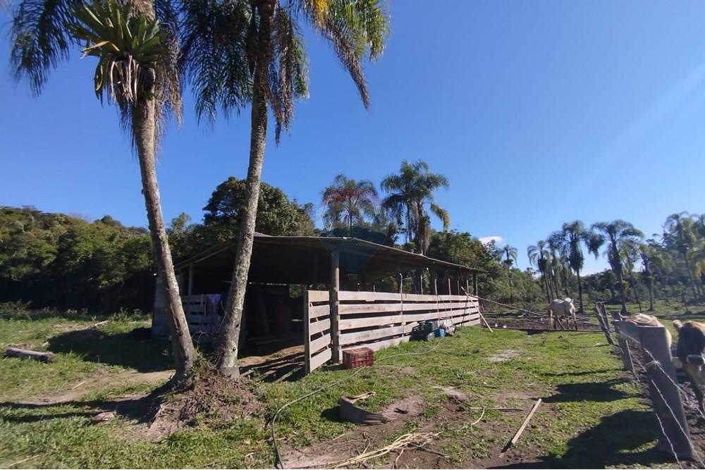 Chácara / Sítio / Fazenda - Venda - Benedito Novo , Santa Catarina - IMG-20241028-WA0381.jpg - 590301027-92
