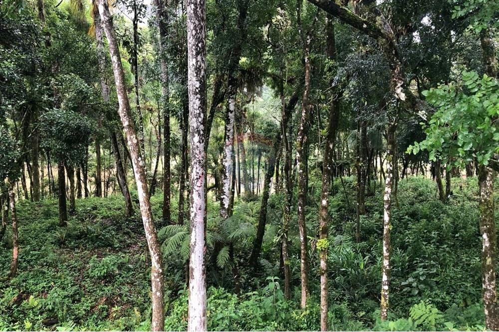 Terreno - Venda - Rio dos Cedros , Santa Catarina - FOTO 05 - .JPG - 590211051-10