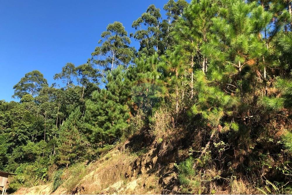 Chácara / Sítio / Fazenda - Venda - Timbó , Santa Catarina - FOTO 07 - .JPG - 590211051-38