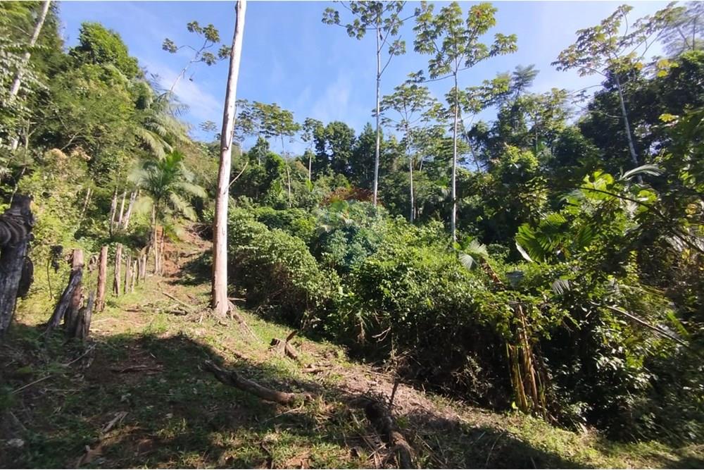 Chácara / Sítio / Fazenda - Venda - Indaial , Santa Catarina - WhatsApp Image 2025-04-23 at 14.50.08.jpeg - 590301044-30