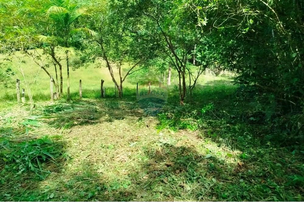 Chácara / Sítio / Fazenda - Venda - Indaial , Santa Catarina - WhatsApp Image 2025-04-04 at 15.05.20.jpeg - 590301044-30