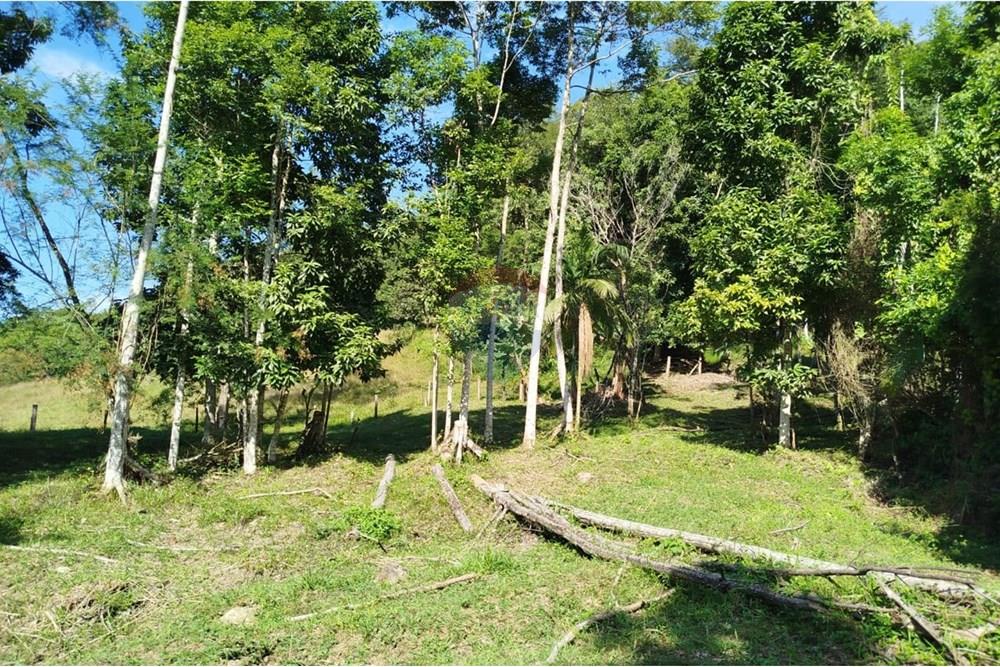 Chácara / Sítio / Fazenda - Venda - Indaial , Santa Catarina - WhatsApp Image 2025-04-23 at 14.49.32.jpeg - 590301044-30