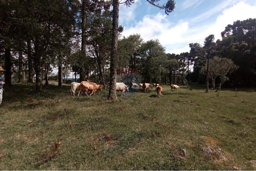 Chácara / Sítio / Fazenda - Venda - Painel , Santa Catarina - IMG-20250512-WA0068.jpg - 590071044-16