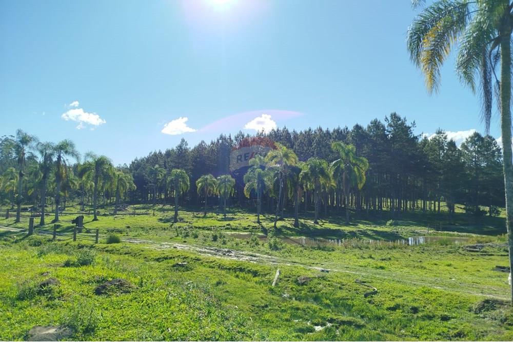 Chácara / Sítio / Fazenda - Venda - Benedito Novo , Santa Catarina - IMG-20241028-WA0389.jpg - 590301027-92