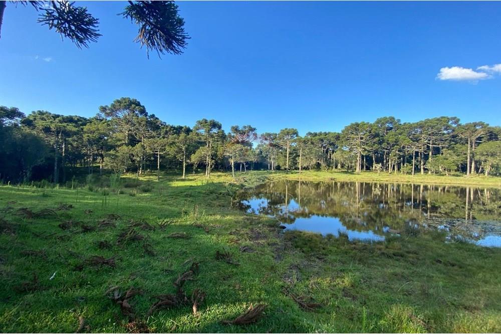 Chácara / Sítio / Fazenda - Venda - Painel , Santa Catarina - WhatsApp Image 2025-05-09 at 11.33.22 (2).jpeg - 590071044-16