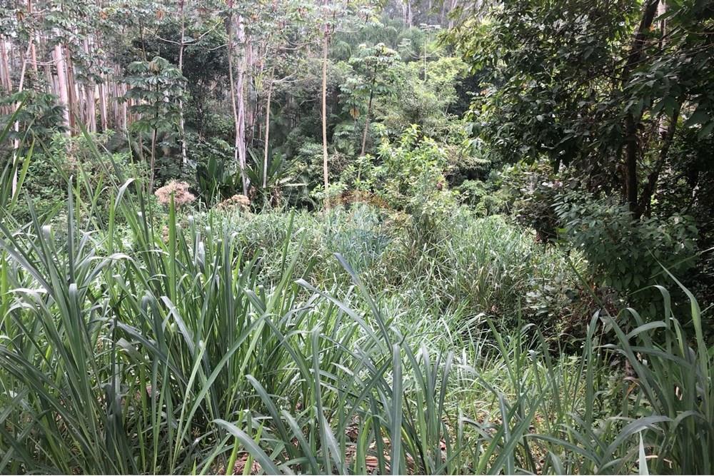 Terreno - Venda - Timbó , Santa Catarina - FOTO 01 - .JPG - 590211051-22