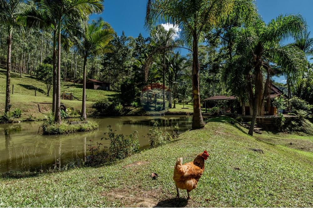 Chácara / Sítio / Fazenda - Venda - Benedito Novo , Santa Catarina - _DSC4018.jpg - 590301034-14