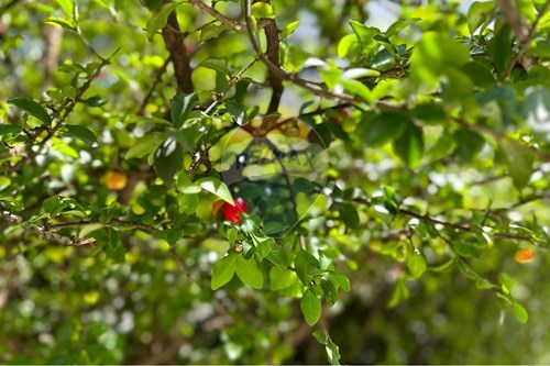 Slider Image Thumbnail