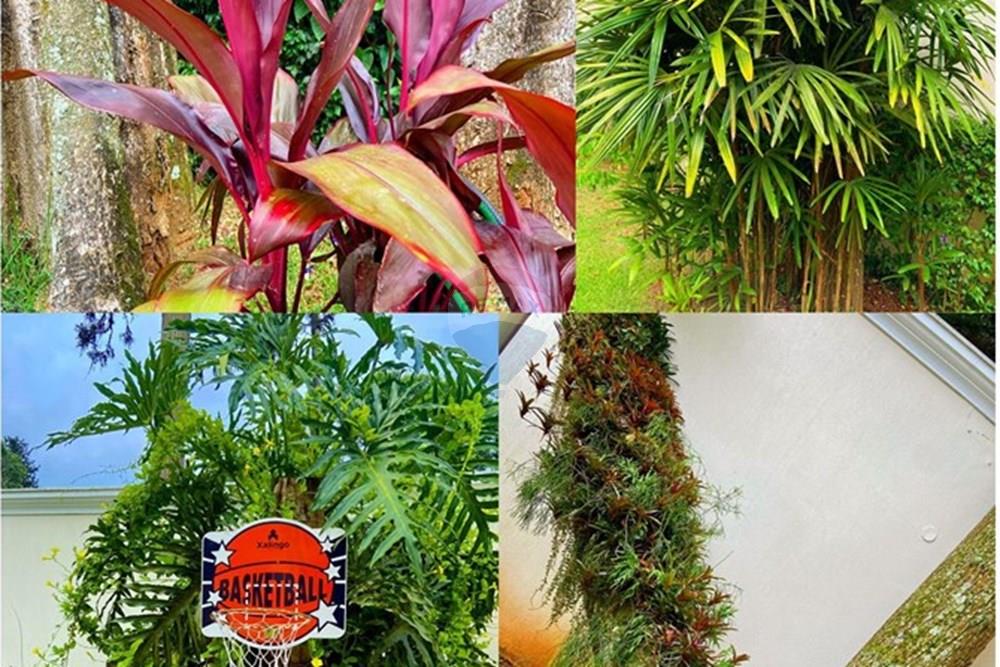 Casa - Alugar - São Paulo , São Paulo - Imagem do WhatsApp de 2025-09-22 à(s) 12.22.51_9ac00852.jpg - Jardim Externo - 601421023-4