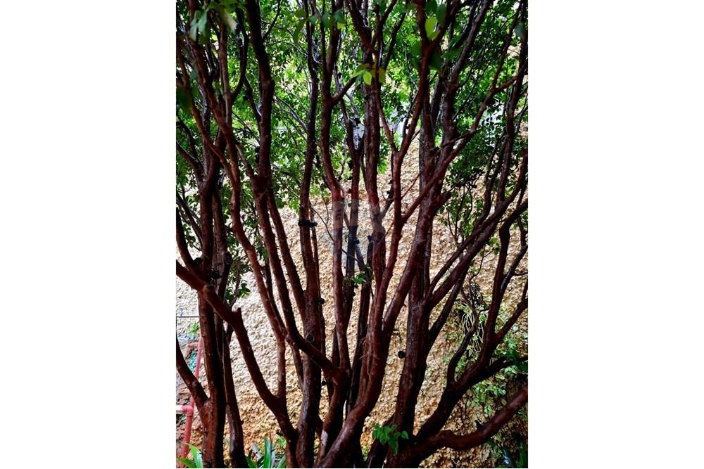 Sobrado - Alugar - São Paulo , São Paulo - 6.jpeg - 602291016-82