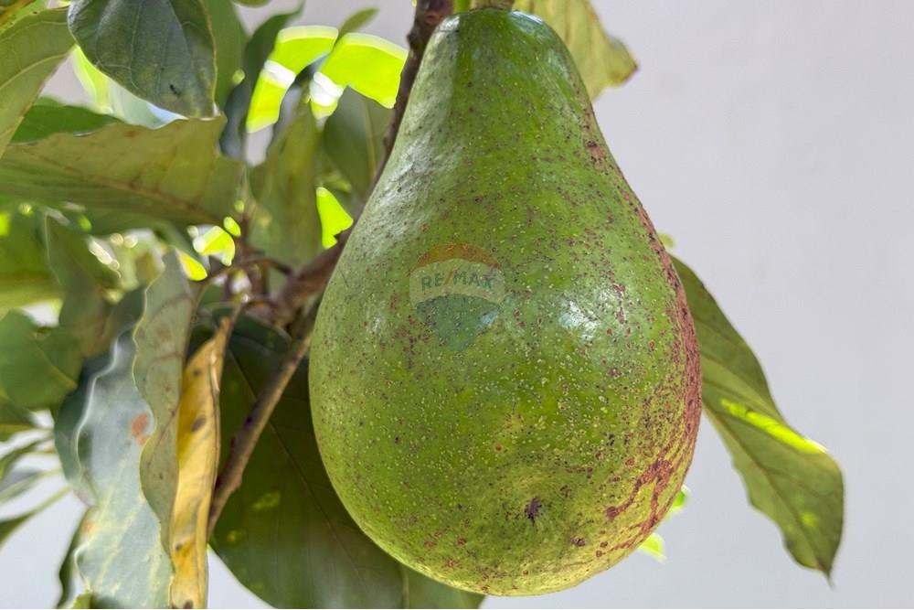 Chácara / Sítio / Fazenda - Venda - Piracicaba , São Paulo - Abacate.jpg - 601421019-7