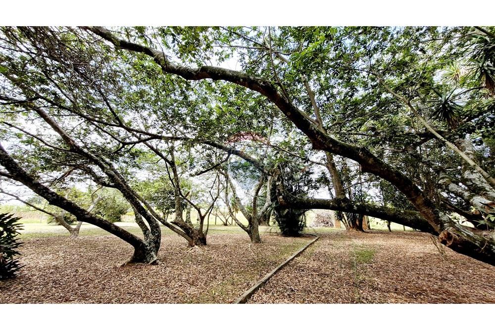 Fazenda - Venda - Itapetininga , São Paulo - SITIO ITAPETININGA (84).jpg - 602301007-5