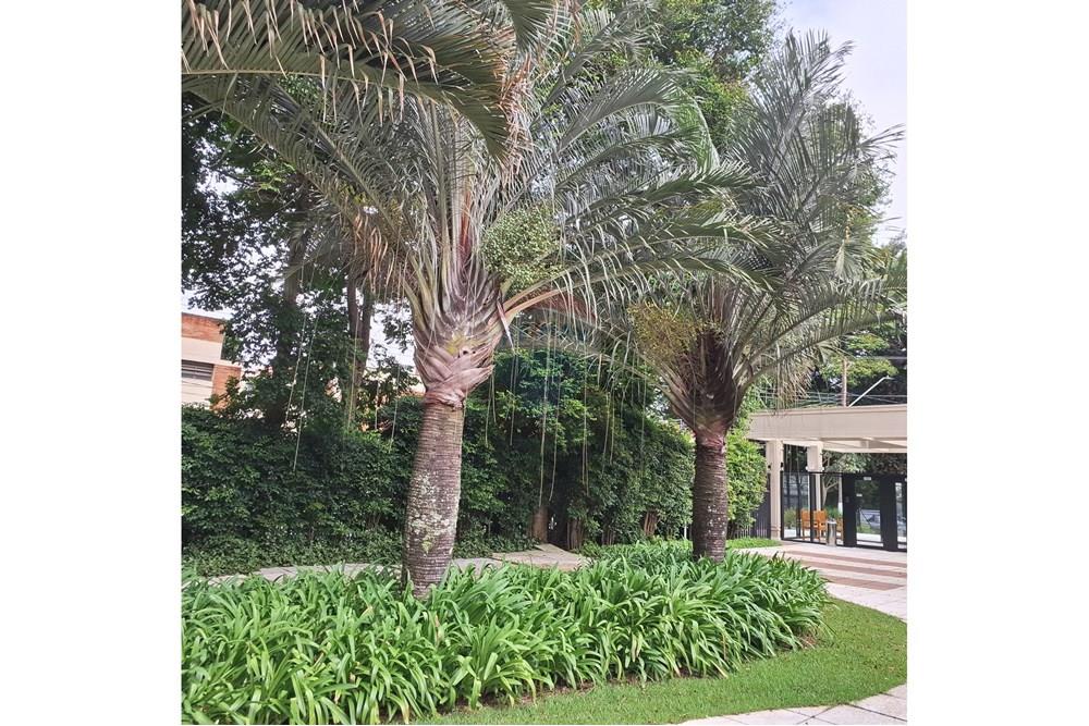 Apartamento - Alugar - São Paulo , São Paulo - 20250427_103108.jpg - 602151052-8