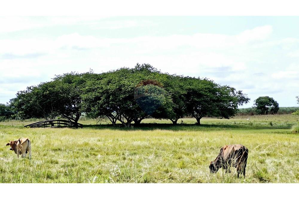 Fazenda - Venda - Itapetininga , São Paulo - SITIO ITAPETININGA (106).jpg - 602301007-5