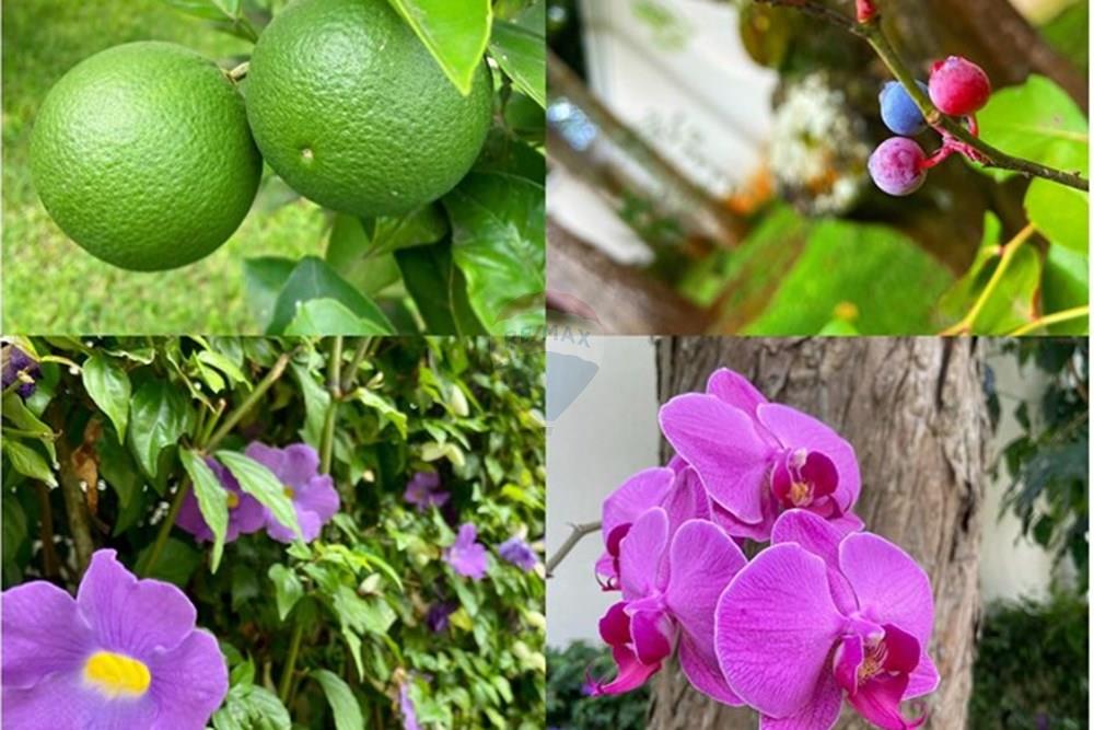 Casa - Alugar - São Paulo , São Paulo - Imagem do WhatsApp de 2025-09-22 à(s) 12.22.51_854ebf7b.jpg - Jardim Externo - 601421023-4