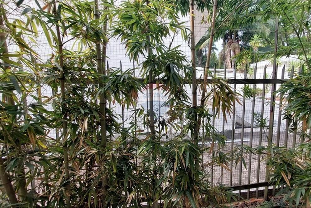 Casa - Alugar - São Paulo , São Paulo - WhatsApp Image 2025-10-03 at 09.31.51.jpeg - 602151006-81