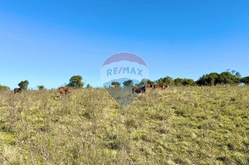 Venda-Chácara / Sítio / Fazenda-Centro , Santa Margarida do Sul , Rio Grande do Sul , 97335000-612631001-60