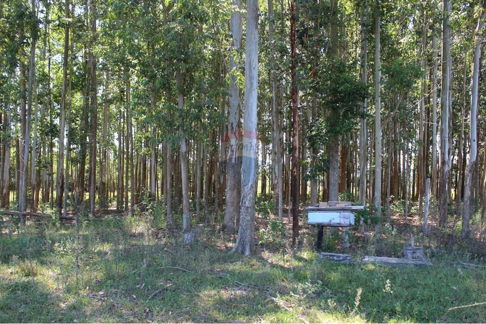 Casa de Campo - Venda - Santo Antônio da Patrulha , Rio Grande do Sul - IMG_3289.JPG - 610161090-7