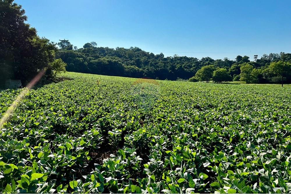Chácara / Sítio / Fazenda - Venda - Não-Me-Toque , Rio Grande do Sul - WhatsApp Image 2025-01-20 at 20.20.10 (1).jpeg - 610271058-70