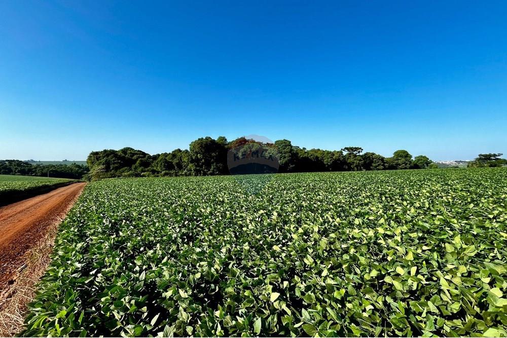 Chácara / Sítio / Fazenda - Venda - Não-Me-Toque , Rio Grande do Sul - WhatsApp Image 2025-01-20 at 20.17.54.jpeg - 610271058-70