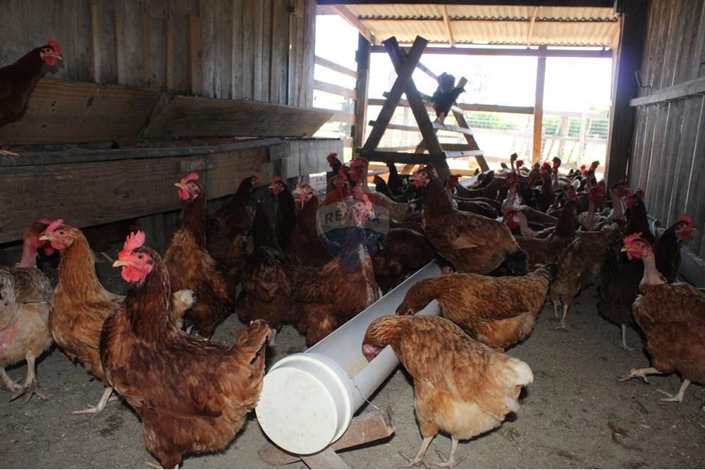 Casa de Campo - Venda - Santo Antônio da Patrulha , Rio Grande do Sul - IMG_3240.JPG - 610161090-7