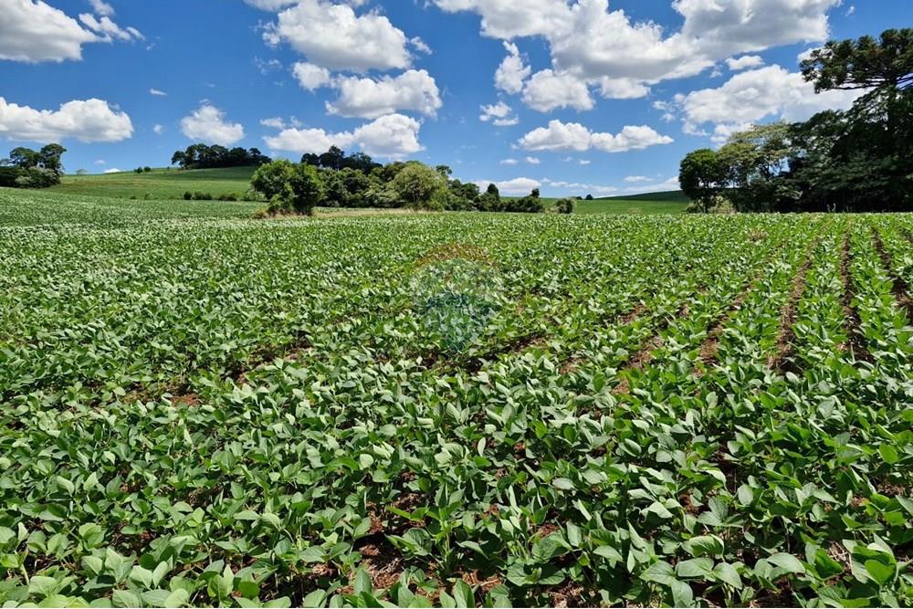 Chácara / Sítio / Fazenda - Venda - Nonoai , Rio Grande do Sul - IMG-20250107-WA0087.jpg - 610231004-83