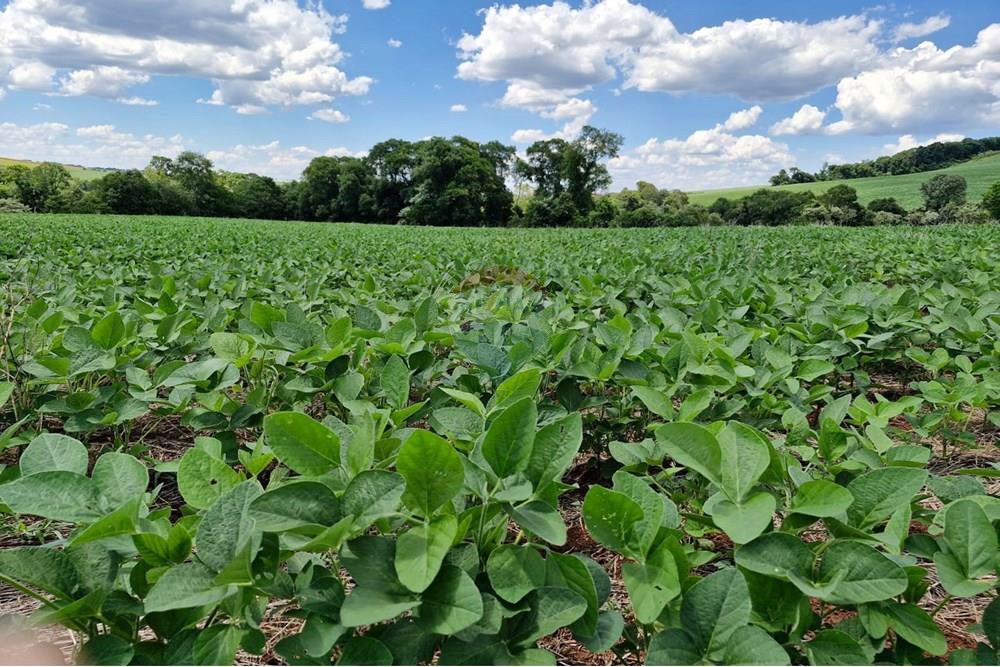 Chácara / Sítio / Fazenda - Venda - Nonoai , Rio Grande do Sul - IMG-20250107-WA0077.jpg - 610231004-83