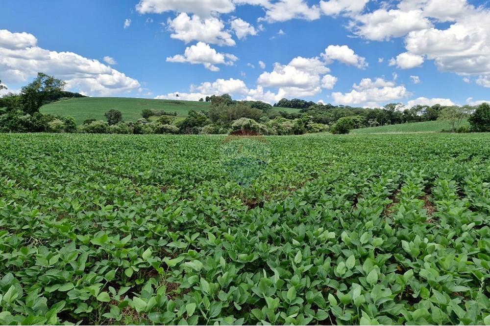 Chácara / Sítio / Fazenda - Venda - Nonoai , Rio Grande do Sul - IMG-20250107-WA0079.jpg - 610231004-83