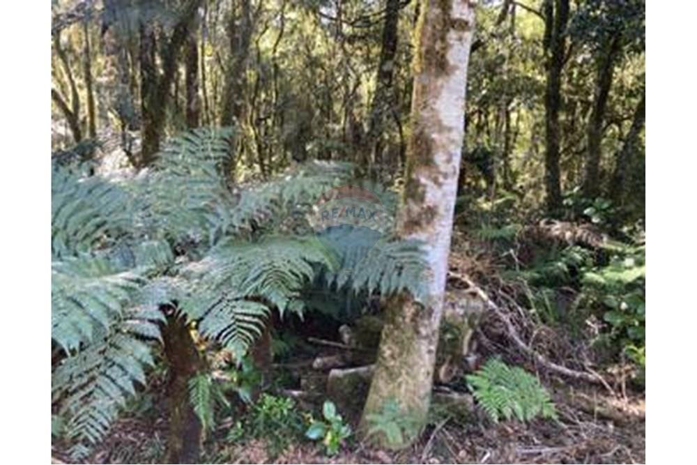 Terreno - Venda - São Francisco de Paula , Rio Grande do Sul - IMG_5566_2.thumbnail.jpg - 610131051-11