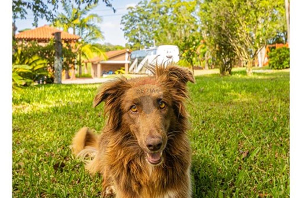 Chácara / Sítio / Fazenda - Venda - Viamão , Rio Grande do Sul - IMG_1727.jpg - 612531046-158