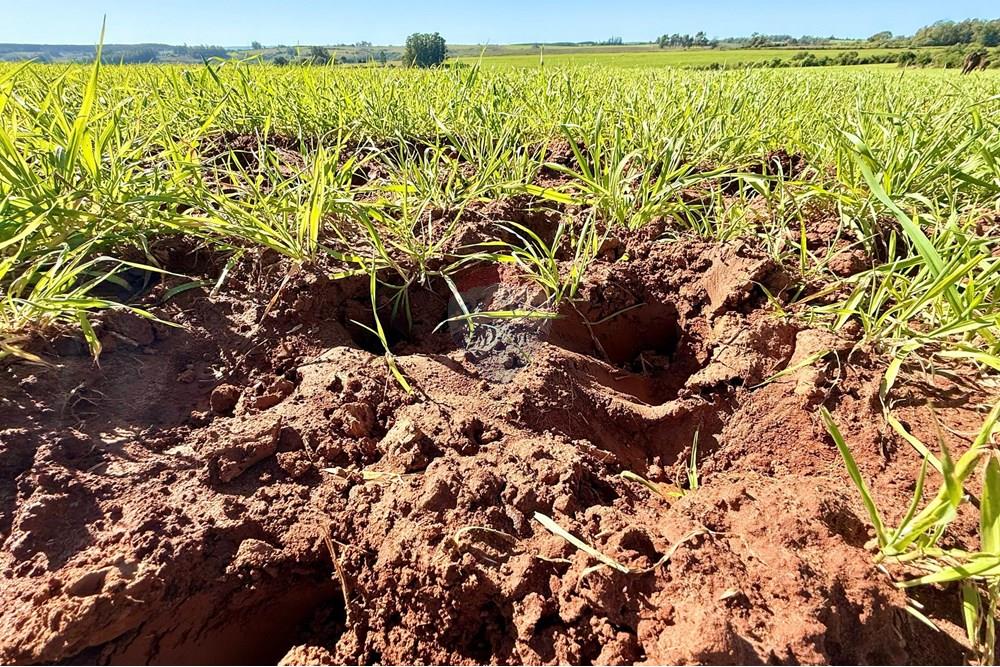 Chácara / Sítio / Fazenda - Venda - Santa Margarida do Sul , Rio Grande do Sul - WhatsApp Image 2025-06-25 at 09.09.57.jpeg - 612631001-60