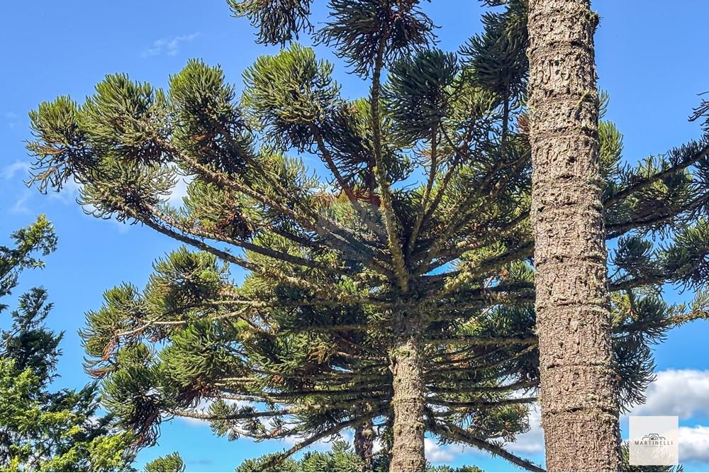 Casa - Venda - Flores da Cunha , Rio Grande do Sul - IMG_2644_jpg.jpg - 610301006-63