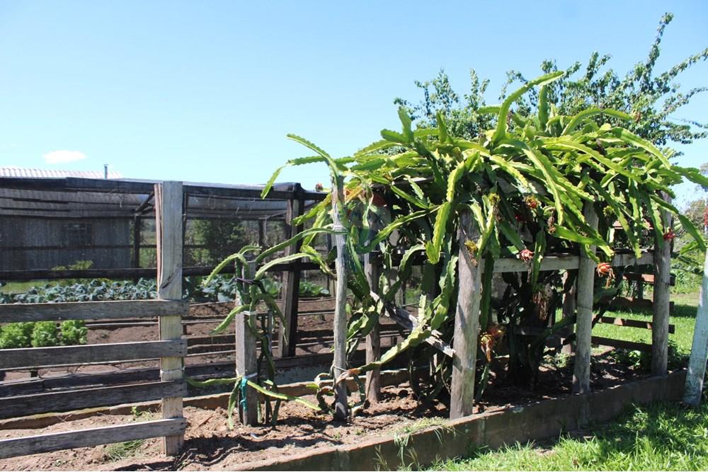 Casa de Campo - Venda - Santo Antônio da Patrulha , Rio Grande do Sul - IMG_3325.JPG - 610161090-7