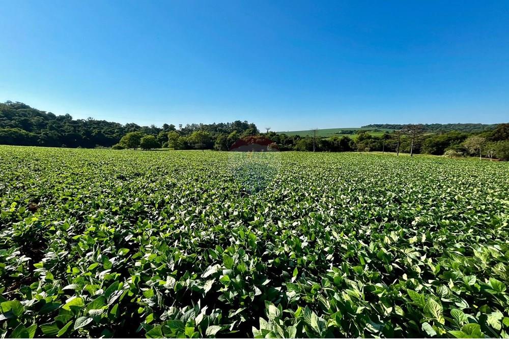 Chácara / Sítio / Fazenda - Venda - Não-Me-Toque , Rio Grande do Sul - WhatsApp Image 2025-01-20 at 20.20.09.jpeg - 610271058-70