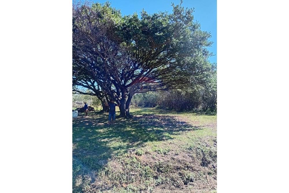 Chácara / Sítio / Fazenda - Venda - Charqueadas , Rio Grande do Sul - Imagem do WhatsApp de 2025-08-02 à(s) 13.43.19_9d615406.jpg - 612781004-64