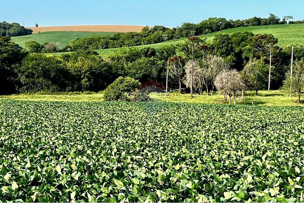 Chácara / Sítio / Fazenda - Venda - Não-Me-Toque , Rio Grande do Sul - WhatsApp Image 2025-01-20 at 20.20.07 (1).jpeg - 610271058-70