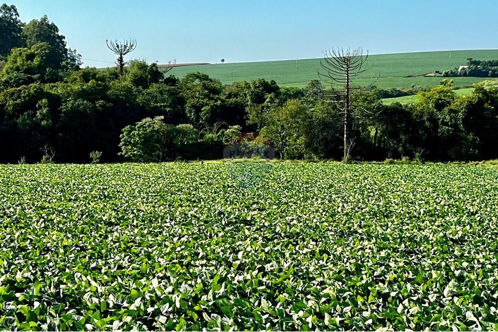 Chácara / Sítio / Fazenda - Venda - Não-Me-Toque , Rio Grande do Sul - WhatsApp Image 2025-01-20 at 20.20.06.jpeg - 610271058-70