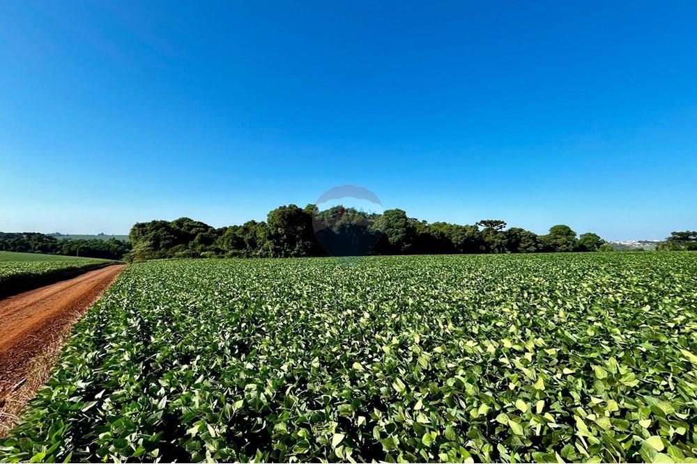 Chácara / Sítio / Fazenda - Venda - Não-Me-Toque , Rio Grande do Sul - WhatsApp Image 2025-01-20 at 20.18.01.jpeg - 610271058-70