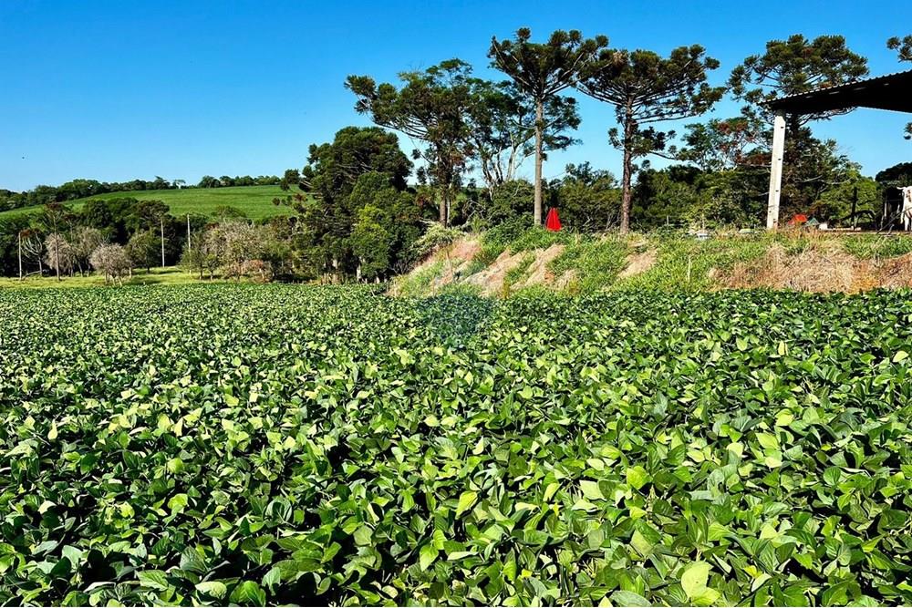 Chácara / Sítio / Fazenda - Venda - Não-Me-Toque , Rio Grande do Sul - WhatsApp Image 2025-01-20 at 20.20.04 (1).jpeg - 610271058-70