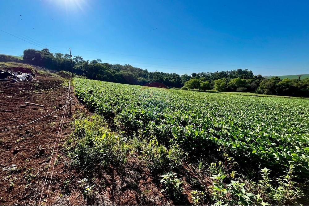 Chácara / Sítio / Fazenda - Venda - Não-Me-Toque , Rio Grande do Sul - WhatsApp Image 2025-01-20 at 20.18.03 (1).jpeg - 610271058-70