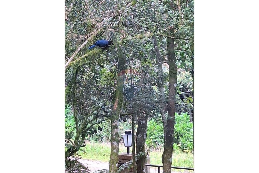 Terreno - Venda - São Francisco de Paula , Rio Grande do Sul - PHOTO-2025-10-27-20-34-36.jpg - 610131051-11