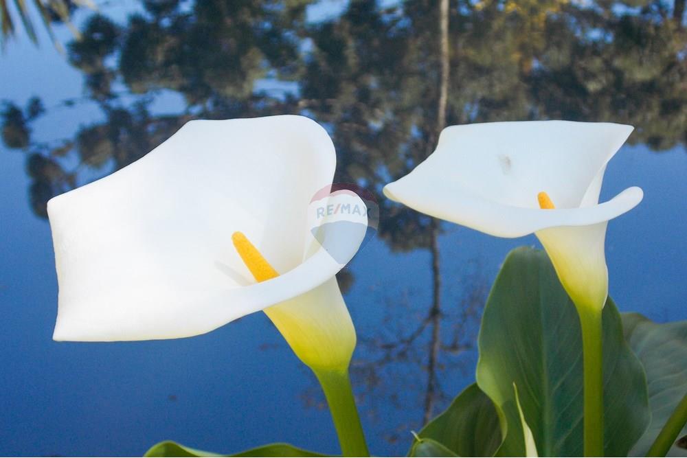 Casa - Venda - Flores da Cunha , Rio Grande do Sul - 5 casa.jpg - 610301006-63