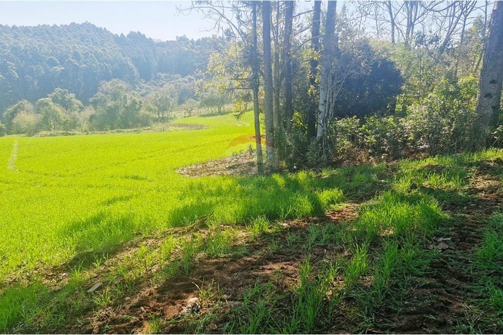 Chácara / Sítio / Fazenda - Venda - Trindade do Sul , Rio Grande do Sul - IMG-20250819-WA0052.jpg - 610231004-94