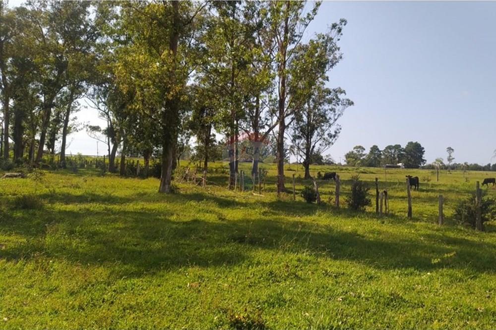 Terreno - Venda - Terra de Areia , Rio Grande do Sul - 3a1bb76f-6810-4355-879a-28b39395feee.jpg - 612671028-42