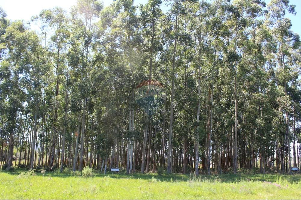 Casa de Campo - Venda - Santo Antônio da Patrulha , Rio Grande do Sul - IMG_3284.JPG - 610161090-7