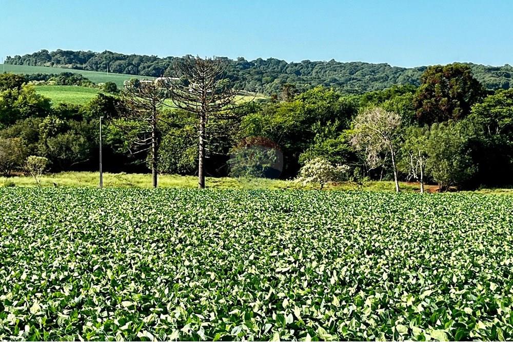 Chácara / Sítio / Fazenda - Venda - Não-Me-Toque , Rio Grande do Sul - WhatsApp Image 2025-01-20 at 20.20.07.jpeg - 610271058-70