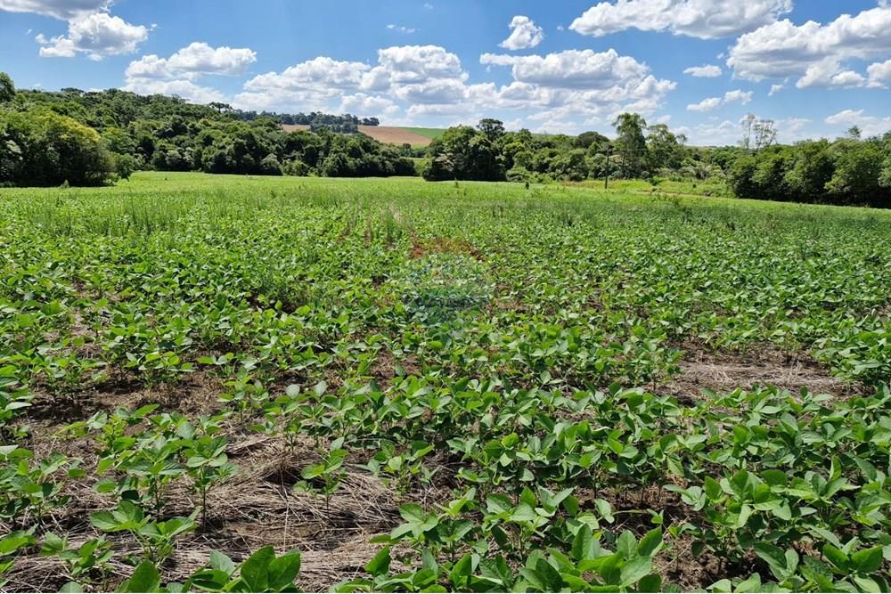 Chácara / Sítio / Fazenda - Venda - Nonoai , Rio Grande do Sul - IMG-20250107-WA0076.jpg - 610231004-83