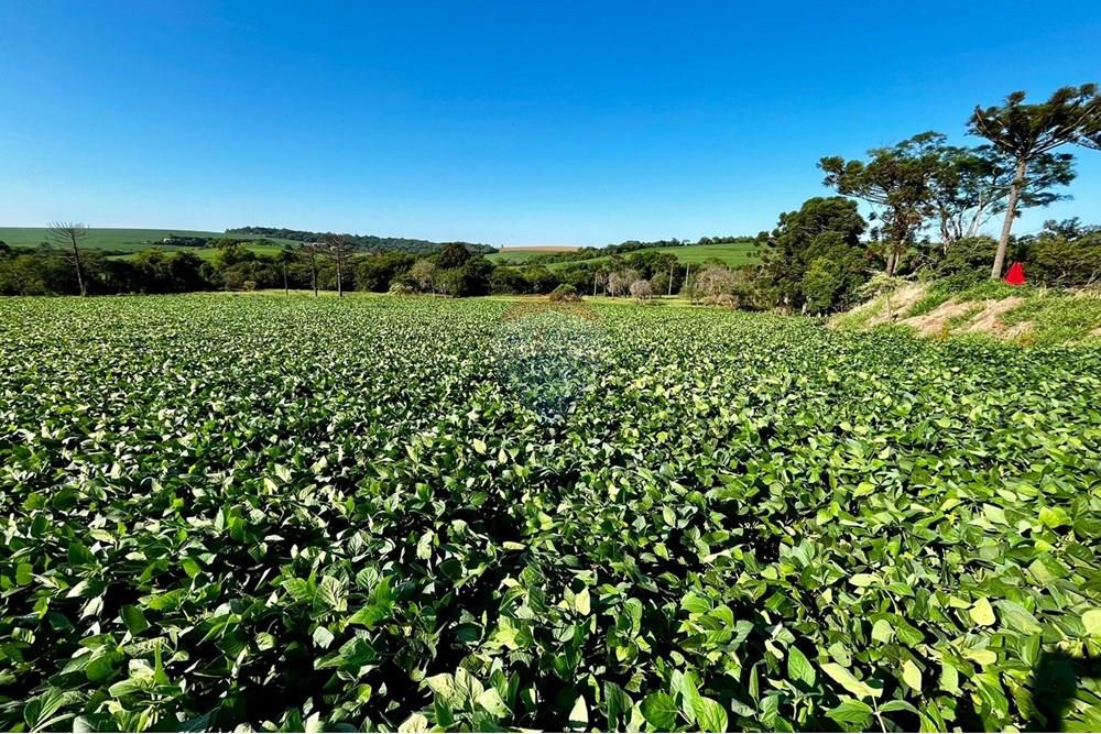 Chácara / Sítio / Fazenda - Venda - Não-Me-Toque , Rio Grande do Sul - WhatsApp Image 2025-01-20 at 20.20.08.jpeg - 610271058-70