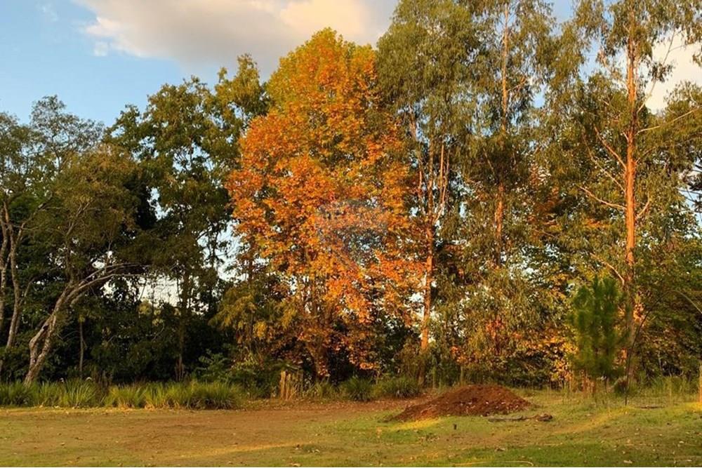 Chácara / Sítio / Fazenda - Venda - Sarandi , Rio Grande do Sul - WhatsApp Image 2025-07-03 at 11.19.35.jpeg - 610341006-382